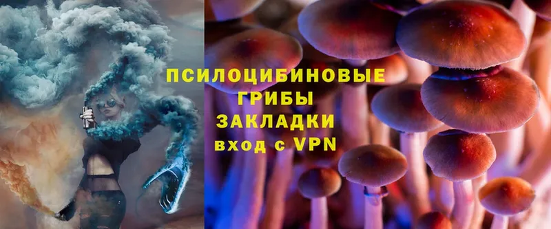 omg онион  Новодвинск  Галлюциногенные грибы Psilocybine cubensis 